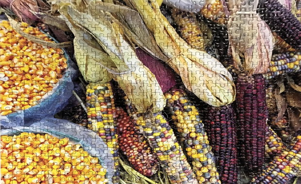 Colorful Corn.jpg